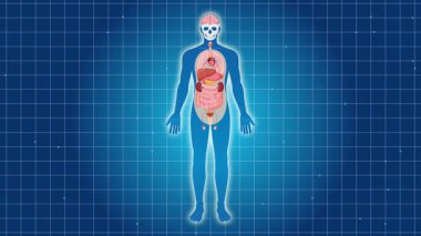 İnsan idrar sistemini gösteren animasyon, mesaneyi ve böbrekleri ayrıntılı anatomik görseller ve pürüzsüz geçişlerle renklendiriyor.