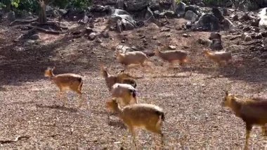 Geyik grubu doğal ortamda bir arada.