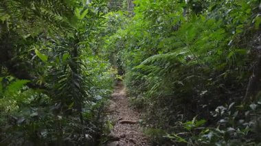 Bereketli yağmur ormanlarının arasında huzurlu bir yürüyüş.