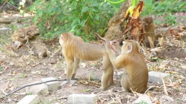 Khao Rang Bakış Açısı 'nda, yemyeşil ve yumuşak ışıklandırmalı iki maymun şakacı bir şekilde doğal bir ortamda karşılaşır.