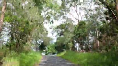 Orman yolunda huzurlu bir yolculuk.