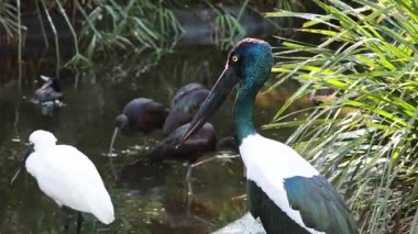 Bir su kütlesinin yanında çeşitli kuşlar etkileşim halindedir.