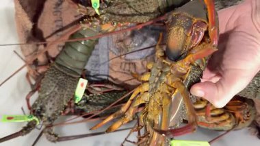 Avustralya deniz ürünleri pazarında ıstakozları denetleyen kişi