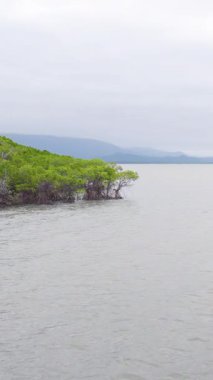 Queensland, Port Douglas 'taki bulutlu gökyüzünün altında sakin bir mangrov manzarası ve sakin sular. İnce kamera hareketi huzurlu atmosferi güçlendirir.