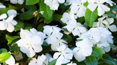 Güneş ışığında açan beyaz menekşe çiçekleri.