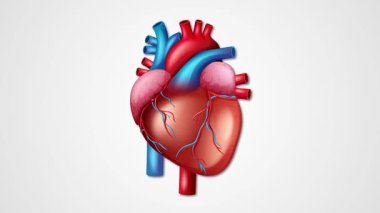 Gerçekçi bir animasyon insan kalbi temiz beyaz bir arkaplan üzerinde ritmik bir şekilde atıyor, kardiyovasküler fonksiyonu gösteriyor.