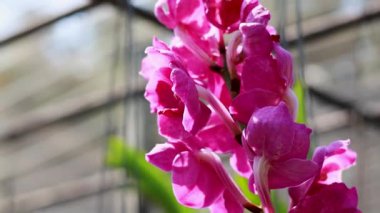 Bangkok 'ta yüzen pazarda açan canlı pembe çiçekler.