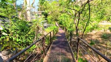 Bereketli orman köprüsünden manzaralı yürüyüş