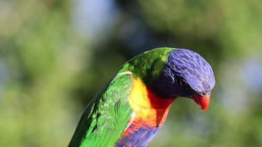 Tüylerini diken diken eden bir papağan