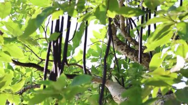 Güneş lekeli yapraklar hafif bir rüzgarda dalgalanıyor.