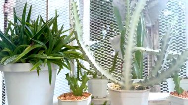 Serada çeşitli kaktüsler.