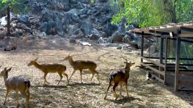 Geyik hayvanat bahçesinde birlikte yürüyor.