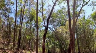 Huzurlu bir yürüyüş orman yolunda