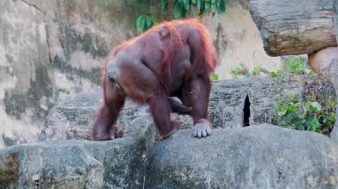 Orangutan hayvanat bahçesinde kayaların üzerinde hareket ediyor.