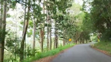 Bereketli, yeşil ormanda huzurlu bir yolculuk.