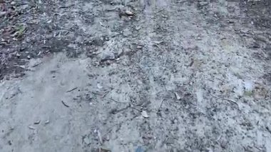 Orman taşı yolunda yürüyorum.