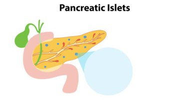 Farklı pankreas adacık hücrelerinin çizimi