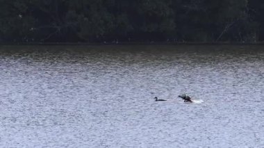 Kuşlar parıldayan bir göl yüzeyine iniyor.