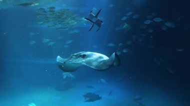 Stingray balık sürüsünün ortasında yüzüyor.