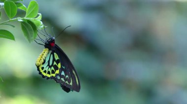 Yaprağın üzerine tünemiş kelebek, hafif hareketler gözlemlendi