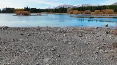 Sonbahar yaprakları ve dağlarla çevrili Tekapo Gölü 'nde yüzen ördeklerin sakin bir sahnesi.
