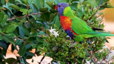 Canlı lori yeşil yapraklar ve beyaz bir kâse arasında etkileşime girer ve beslenir, parlak doğal ışıkla yakalanır.