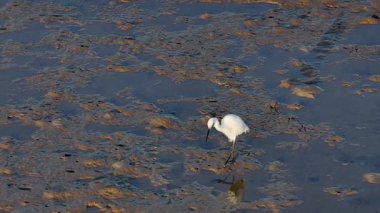 Büyük bir balıkçıl gün batımında avlanmak için sığ sularda yüzer. Hava aracı görüntüleriyle ağır çekimde yakalandı.