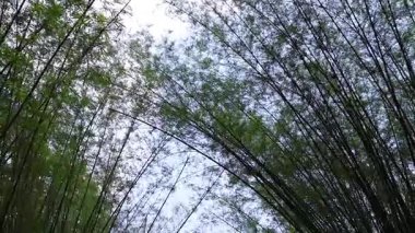 İnsanlar sakin bir bambu ormanında yürüyorlar.