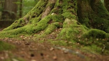 Ormandaki yosunlu ağaç gövdesine yakın çekim