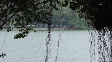 Sarmaşıklı sakin bir göl manzarası