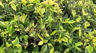 Rüzgarda hafifçe çırpınan yapraklar.