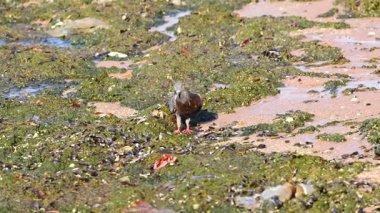 Bir güvercin deniz yosunlarıyla kaplı bir plajda yürüyor.