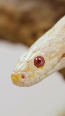 Doğal ortamdaki bir mısır yılanı, yumuşak ışıklandırma ve sığ alan derinliği ile yakın plan çekimde yakalanarak dilini sallar.