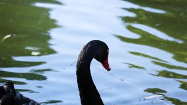 Sakin suda yüzen siyah kuğu.