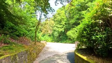 Parlak yeşil yapraklarla çevrili manzara yolu