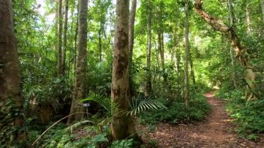 Sakin orman yolu yoğun yeşilliklerle çevrili.