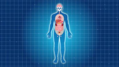 İnsan böbreklerini vurgulayan anatomik animasyon, ayrıntılı organ görselleştirmesi ve mavi şebeke arka planında pürüzsüz geçişler içeriyor