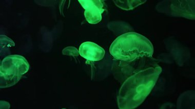 Büyüleyici deniz anası canlı yeşil renklerde görünür.