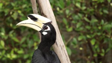 Hornbill çevresiyle etkileşim halinde.