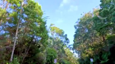 Orman yolu boyunca sakin bir sürüş, açık mavi gökyüzünün altında yükselen ağaçlar ve canlı yeşillikler.