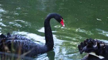 İki siyah kuğu zarif bir şekilde birlikte yüzüyor.