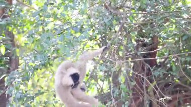 Gibbonlar zarif bir şekilde yemyeşil ağaçların arasında sallanıyorlar.