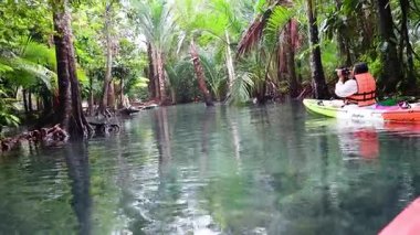Bereketli mangrov ormanlarının ortasındaki dingin suları keşfediyorlar.