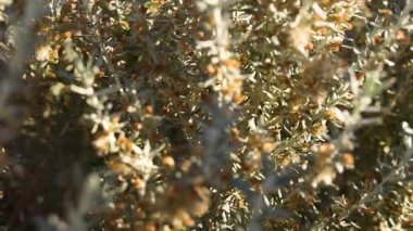 Uzak arkaplan görünümlü çalılıklar ve çitler