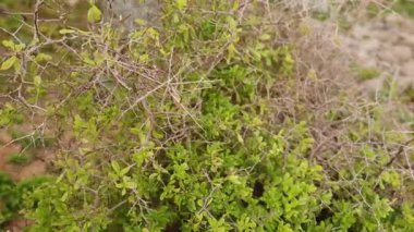 Dikenli bir kıyı bitkisine yakın çekim