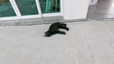 Siyah bir kedi beton bir yüzeyde huzur içinde yatıyor, cam bir kapının yanındaki ışığın tadını çıkarıyor.