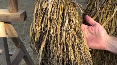 Eller pirinç tanelerini doğal ortamında inceliyor.