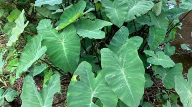 Toprakta büyüyen büyük yapraklı bitkilerin zaman atlaması