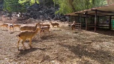 Geyik doğal bir hayvanat bahçesi ortamında etkileşime girer.