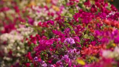 Çiçek açan begonvillerin renkli bir gösterisi..